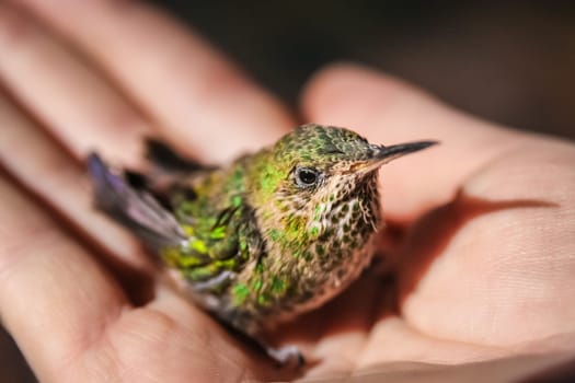 Little green hummingbird in a protective human hand