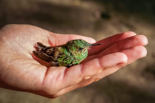 Little green hummingbird in a protective human hand