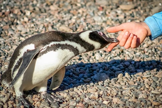 Curious Magellanic penguin leaning towards human hand