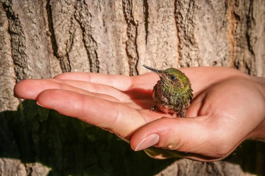 Little green hummingbird in a protective human hand