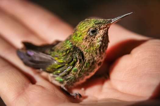 Little green hummingbird in a protective human hand