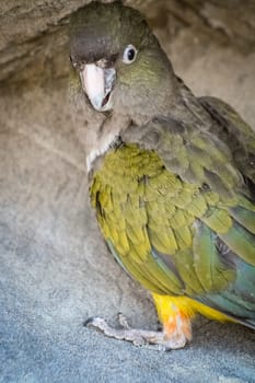 Patagonian Parrot observed on the East coast of Argentina