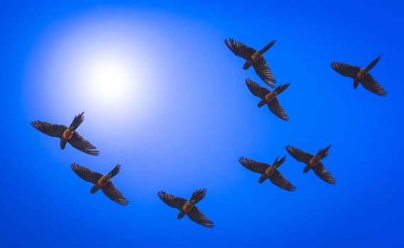 Parrots flying over ocean coast in southern Patagonia, Argentina