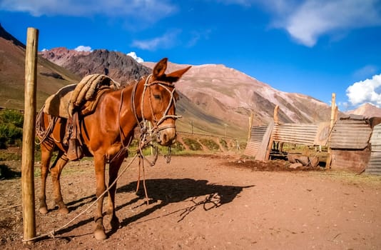 Head of a gaucho horse in front of the provisional stable in the argentinian Andes