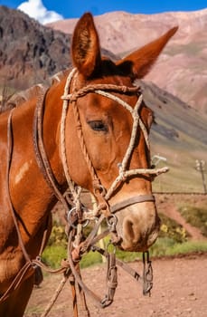 Head of a gaucho horse in front of the provisional stable in the argentinian Andes