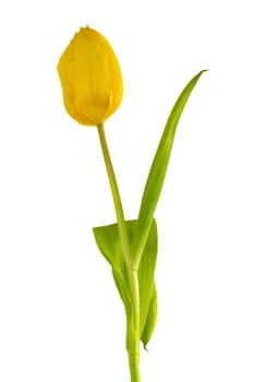 Yellow tulip cropped on white background