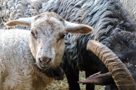 Portrait of young lamb