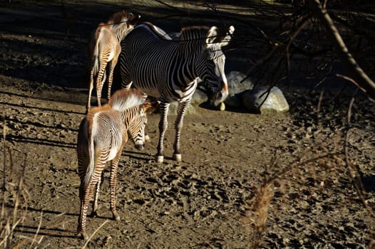 Zebras