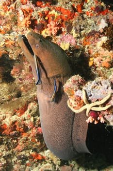 coral life underwater diving safari Caribbean Sea
