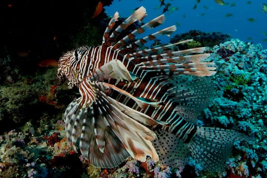 coral life underwater diving safari Caribbean Sea