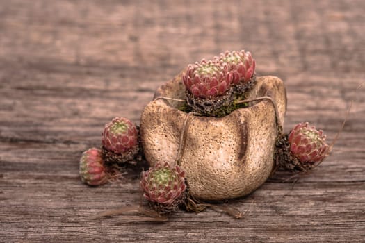 House root (Sempervivum in clay pot with Kindel on old wood