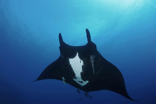 Manta ray diving Underwater Galapagos islands Pacific Ocean