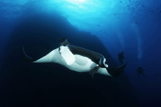 Manta ray diving Underwater Galapagos islands Pacific Ocean