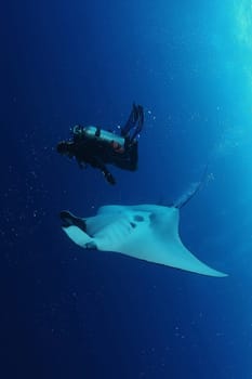 Manta ray diving Underwater Galapagos islands Pacific Ocean