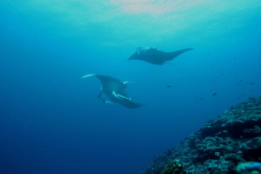 Manta ray diving Underwater Galapagos islands Pacific Ocean