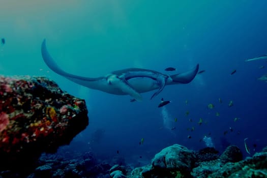 Manta ray diving Underwater Galapagos islands Pacific Ocean