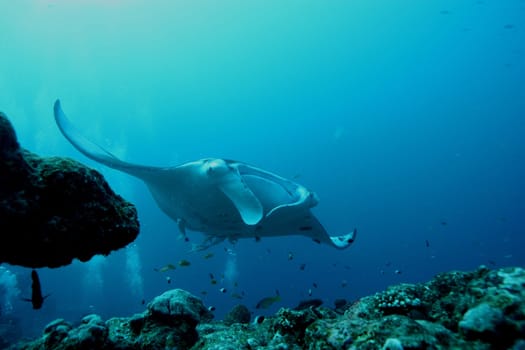 Manta ray diving Underwater Galapagos islands Pacific Ocean