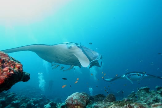 Manta ray diving Underwater Galapagos islands Pacific Ocean