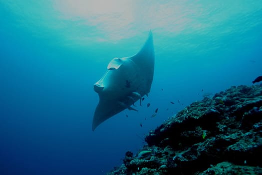 Manta ray diving Underwater Galapagos islands Pacific Ocean