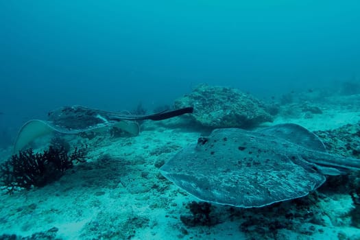 Manta ray diving Underwater Galapagos islands Pacific Ocean