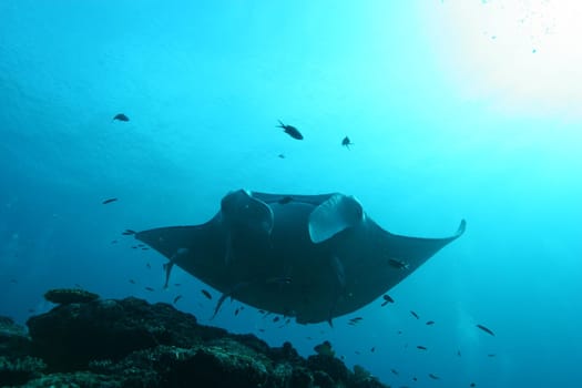 Manta ray diving Underwater Galapagos islands Pacific Ocean