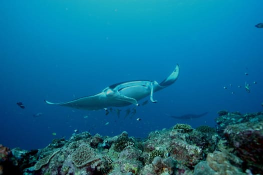 Manta ray diving Underwater Galapagos islands Pacific Ocean