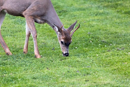 Young Deer Buck grazing grass at Point Defiance Park in Tacoma Washington