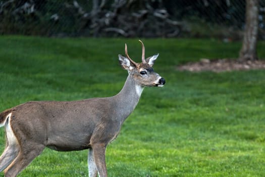 Young Deer Buck standing pose at Point Defiance Park in Tacoma Washington.