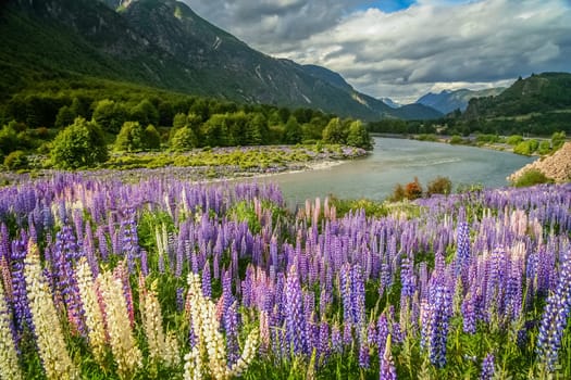 Lupin field and mountain river scenery in Chilean Patagonia, Chile