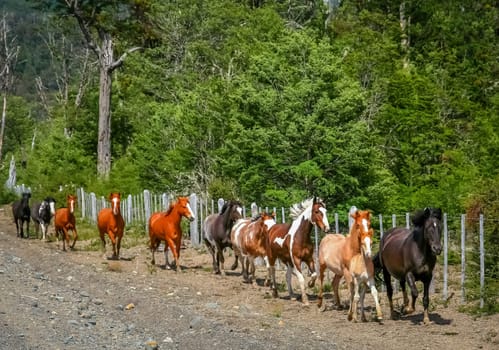 Wild horses running along the Carretera Austral in Patagonia, Chile