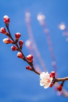 Flowers on the blossoming cherry trees in orchard in spring