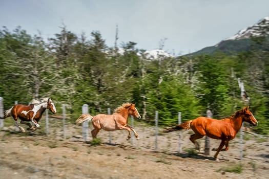 Three horses running along the Carretera Austral in chilean Patagonia