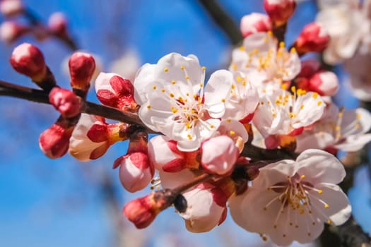 Flowers on the blossoming cherry trees in orchard in spring