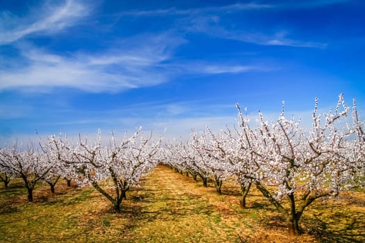 Blossoming cherry trees in orchard in France in spring