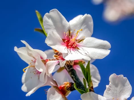 Flowers on the blossoming cherry trees in orchard in spring