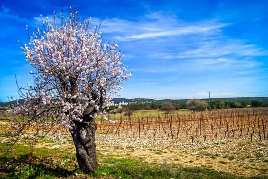 Blossoming cherry trees in orchard in France in spring