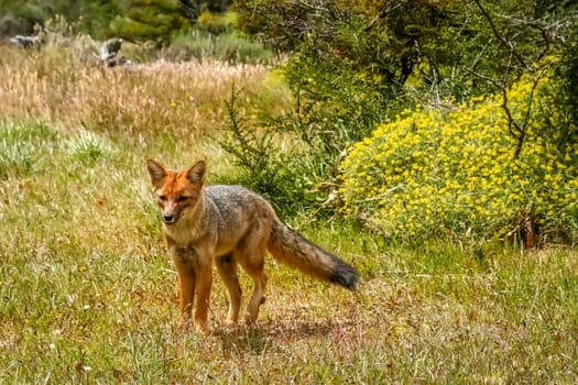 Fox walking in a grass, Torres del Paine National Park, Chile