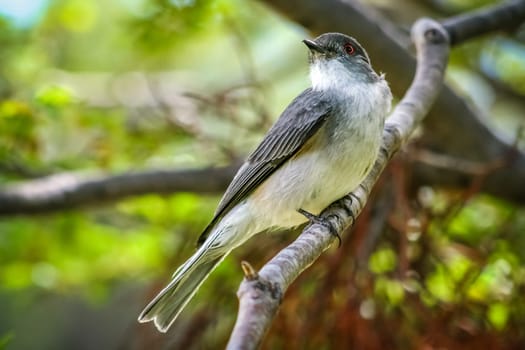 Small bird from Torres del Paine region in chilean Patagonia, Chile
