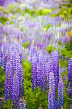Lupin field blooming in spring in southern Chile