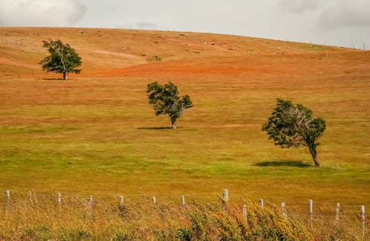 Three trees standing out on the grassland in Patagonia, Chile