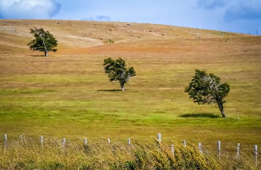 Three trees standing out on the grassland in Patagonia, Chile