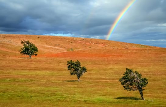Three trees standing out on the grassland in Patagonia, Chile