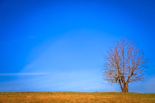 Lonely tree on the empty green field in spring