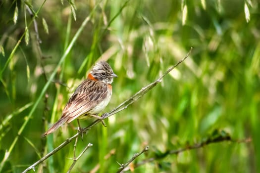 Small bird from Torres del Paine region in chilean Patagonia
