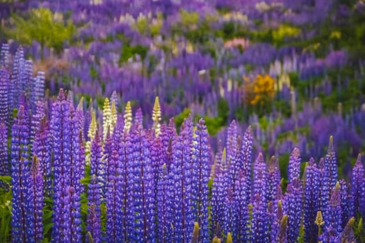 Lupin field blooming in spring in southern Chile