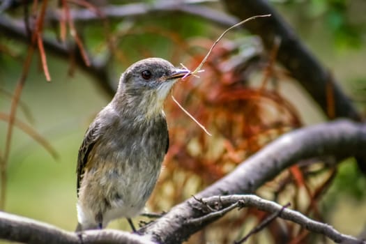 Small bird building the nest, Torres del Paine region, chilean Patagonia