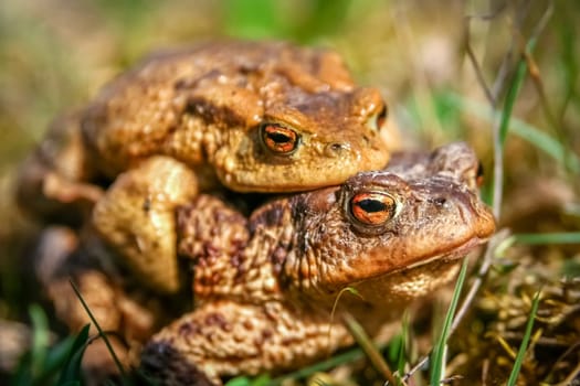 Frogs having sex in the mating season