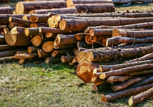 Firewood logs stacked in piles outside cottage
