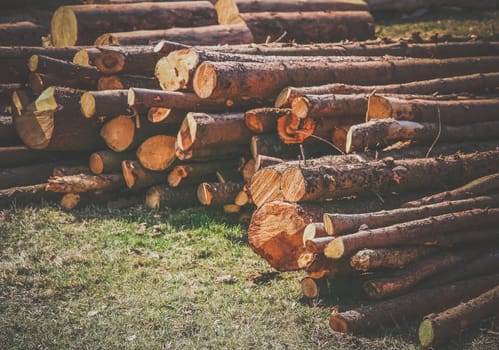Firewood logs stacked in piles outside cottage