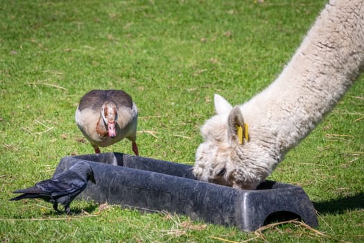 Alpaca, duck and a crow feeding together from the same black bowl on a farm, England